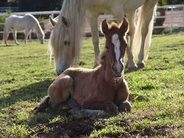 Humphrey Giacopuzzi & Associates Equine Hospital 9