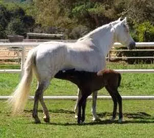 Humphrey Giacopuzzi & Associates Equine Hospital 6