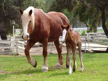 Humphrey Giacopuzzi & Associates Equine Hospital 7