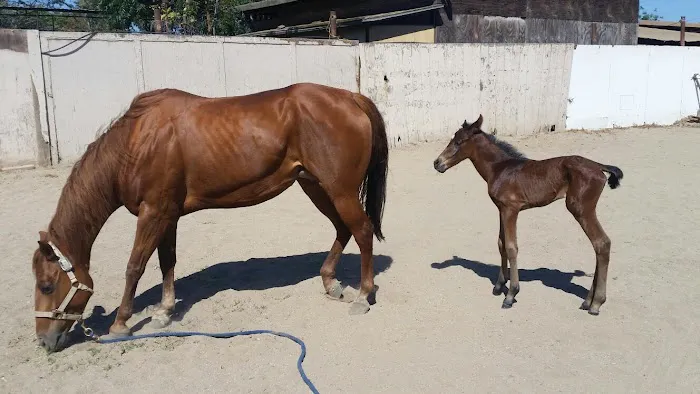 Humphrey Giacopuzzi & Associates Equine Hospital 1