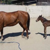 Humphrey Giacopuzzi & Associates Equine Hospital ico