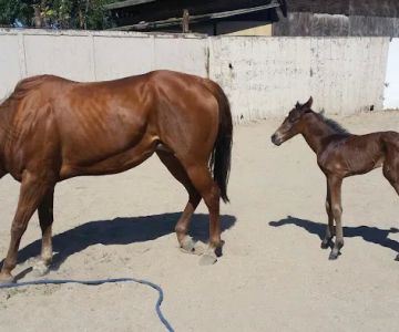 Humphrey Giacopuzzi & Associates Equine Hospital