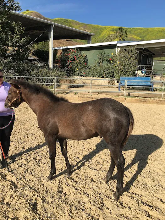 Humphrey Giacopuzzi & Associates Equine Hospital 5