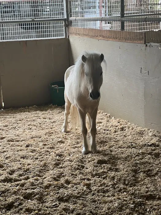 Progressive Equine 5