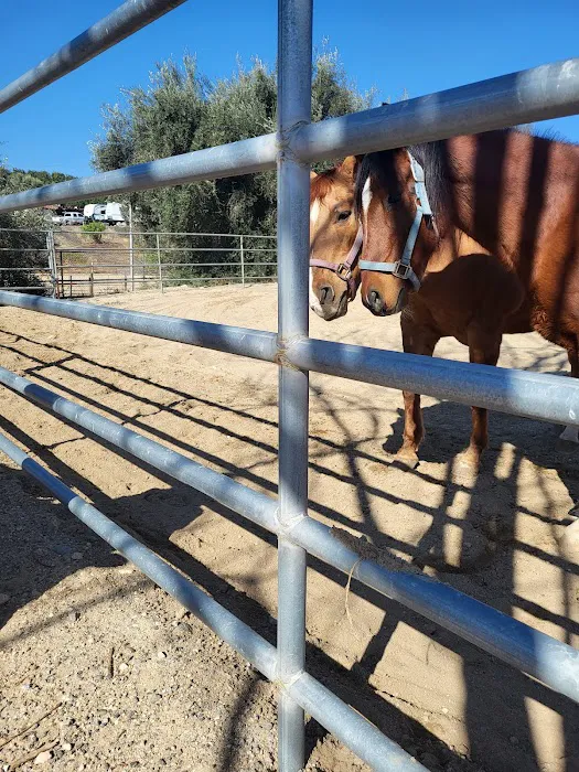 Progressive Equine 6