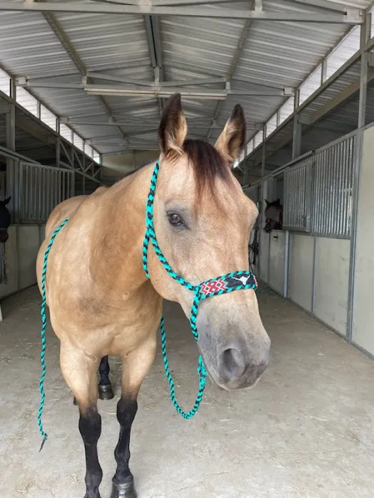 Progressive Equine 3
