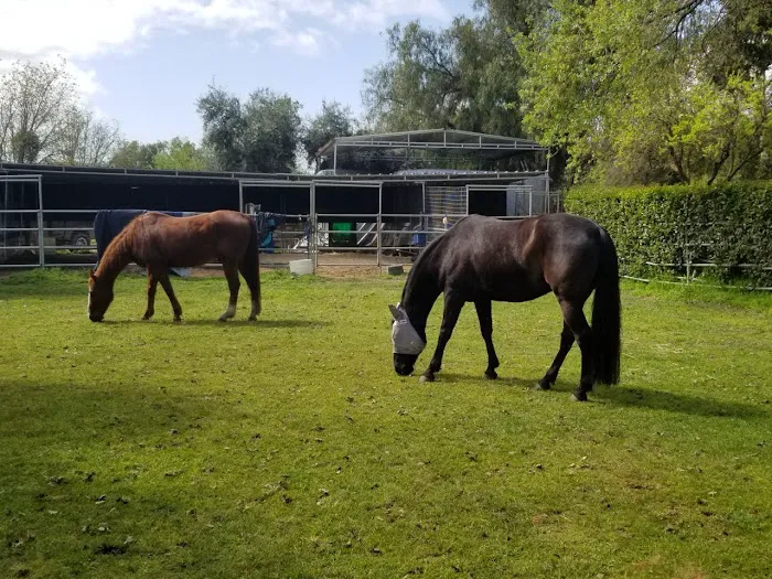Progressive Equine 10