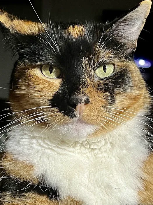 Las Posas Veterinary Medical Center 8