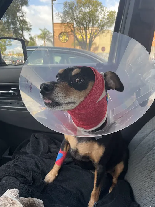 Simi Valley Animal Hospital 1