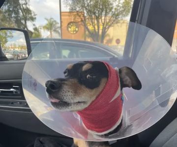 Simi Valley Animal Hospital
