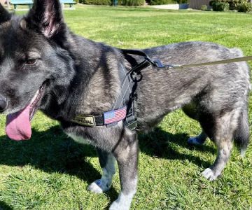 Simi Valley Non-Profit Spay and Neuter Clinic