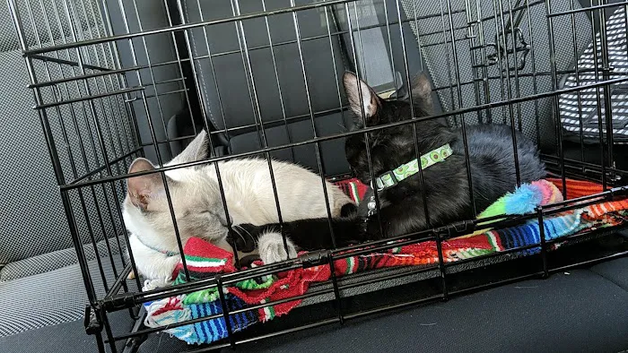 Simi Valley Non-Profit Spay and Neuter Clinic 8