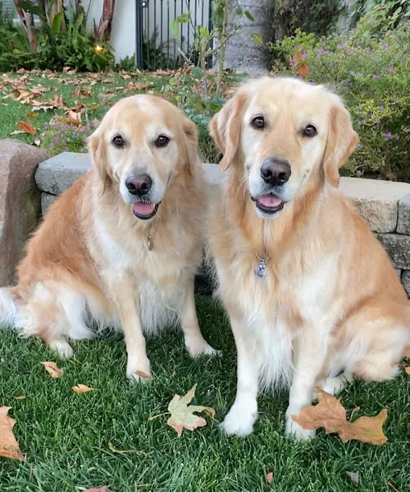 Angeles Animal Hospital 5