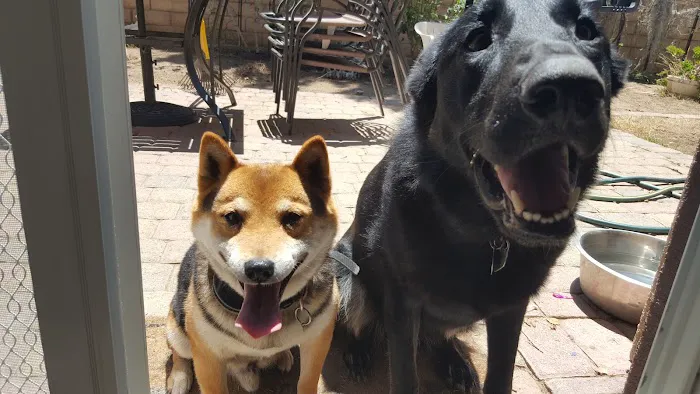 Angeles Animal Hospital 8