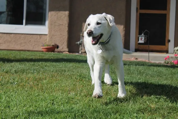 Angeles Animal Hospital 9