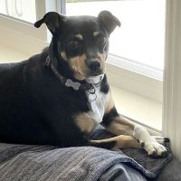 Angeles Animal Hospital ico