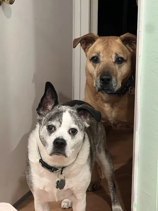Angeles Animal Hospital 3