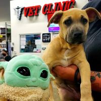 Pet Pawz-itive ico