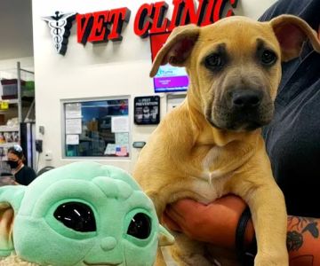Pet Pawz-itive
