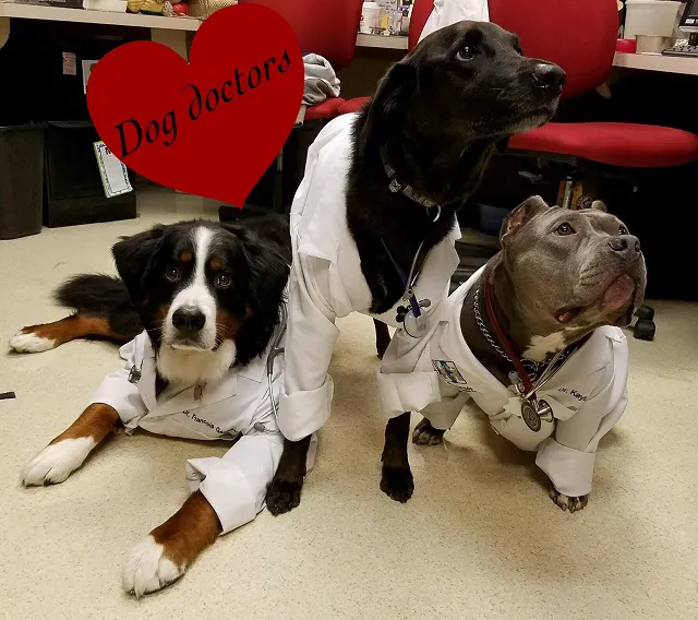 Crossroads Animal Hospital 6
