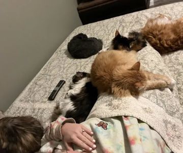 Crossroads Animal Hospital