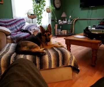 Healthy Heart Veterinary Clinic