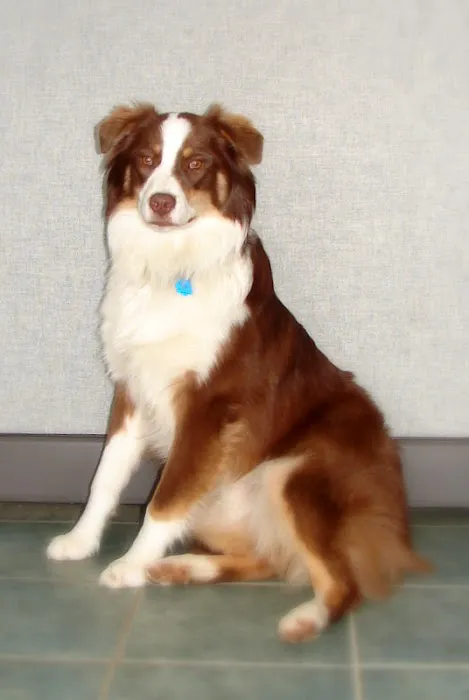 Healthy Heart Veterinary Clinic 6