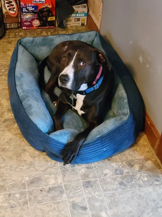 Franklin Veterinary Clinic 4