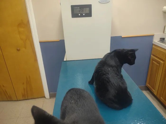 Tilton Veterinary Hospital 3