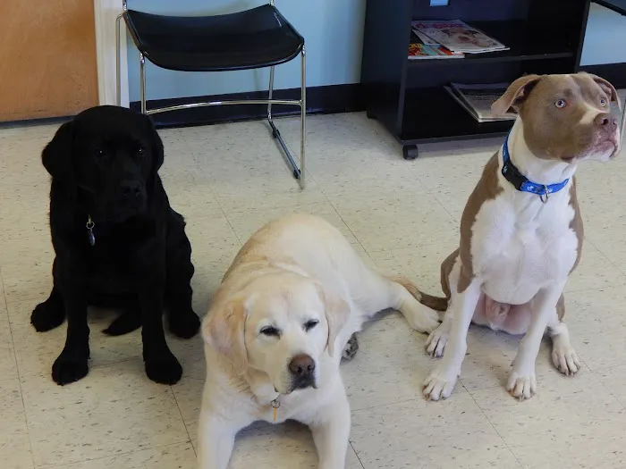 Lake Side Animal Hospital-Tilton 9
