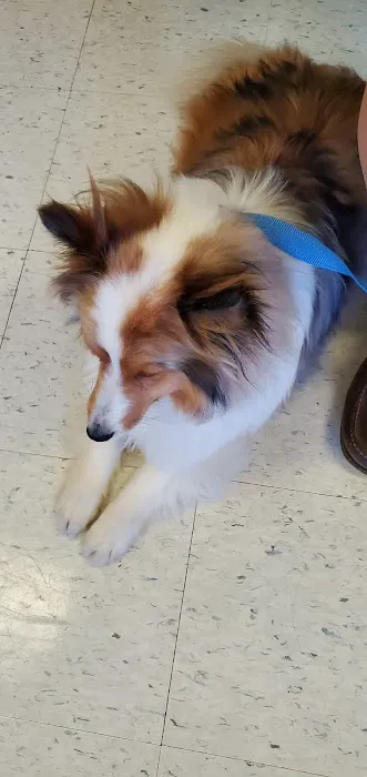 Lake Side Animal Hospital-Tilton 2