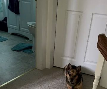 Cardigan Veterinary Clinic