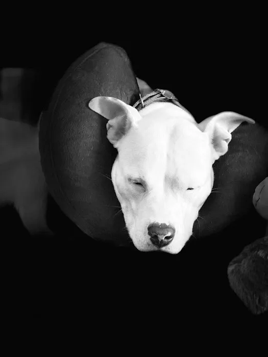 Claremont Animal Hospital 3