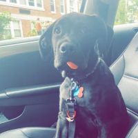 Charlestown Animal Hospital ico