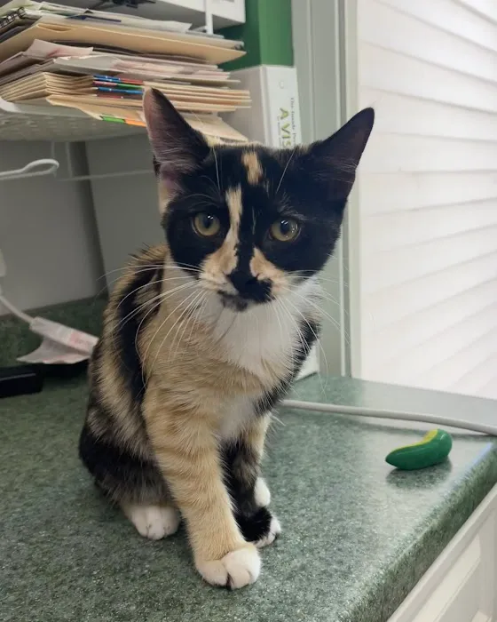 Charlestown Animal Hospital 7