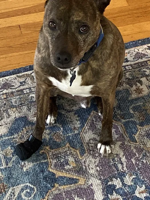Stonecliff Animal Clinic of New Hampshire 2
