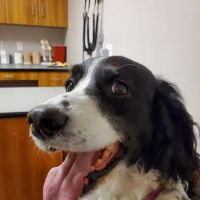 Stonecliff Animal Clinic of New Hampshire ico