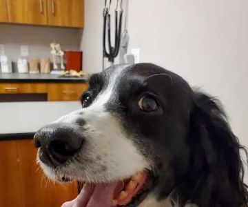Stonecliff Animal Clinic of New Hampshire
