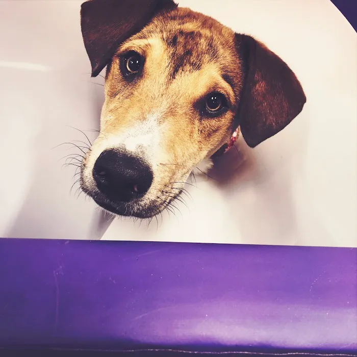 Stonecliff Animal Clinic of New Hampshire 6