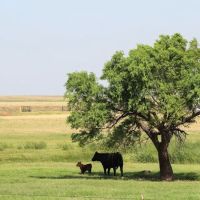 Pro Livestock Solutions ico