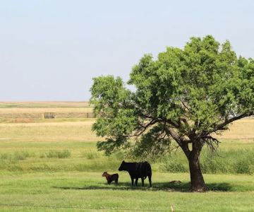 Pro Livestock Solutions