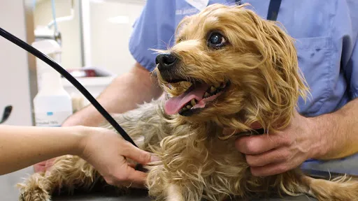 SAVES - Small Animal Veterinary Emergency & Specialty 5