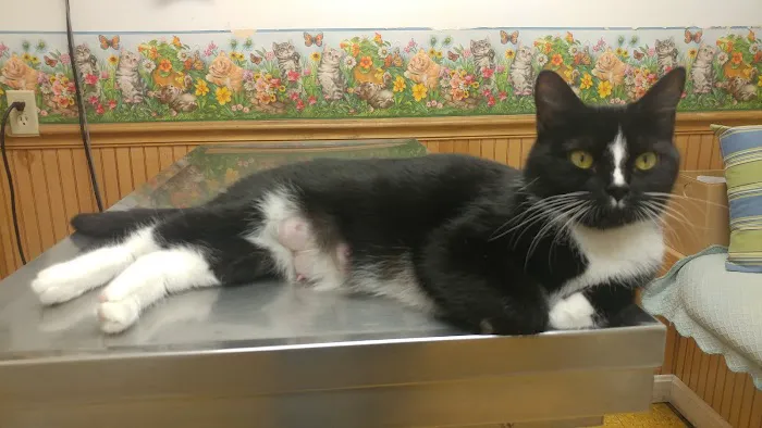 Hooksett Veterinary Clinic 1