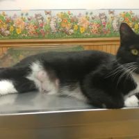 Hooksett Veterinary Clinic ico