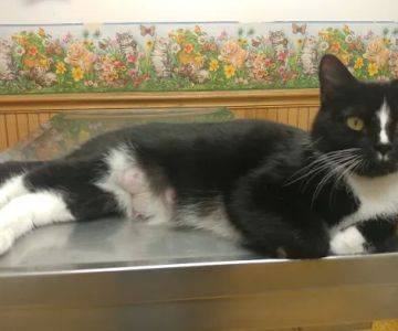 Hooksett Veterinary Clinic