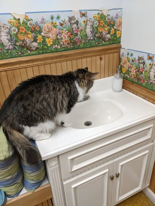 Hooksett Veterinary Clinic 9