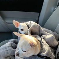 Lockridge Animal Hospital ico