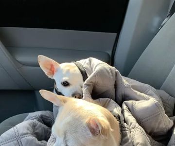 Lockridge Animal Hospital