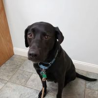 Tower Hill Animal Hospital ico