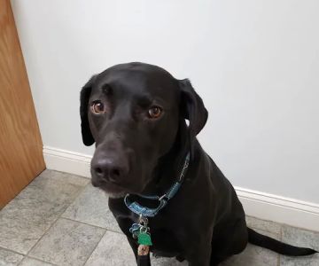 Tower Hill Animal Hospital